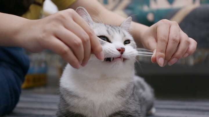 猫咪的胡须可以带来好运,为什么很多人喜欢收集猫咪的胡须