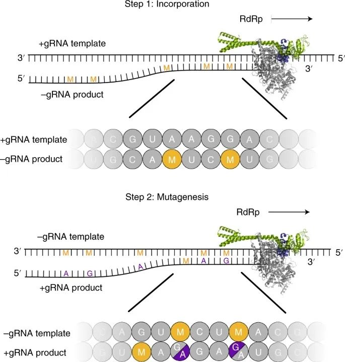paxlovid和阿兹夫定成分有区别吗,连花清瘟新冠临床试验