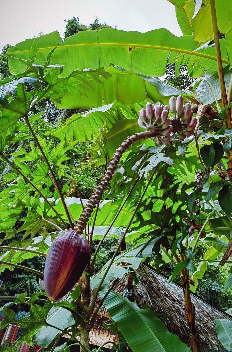 春节去云南哪里最好玩,云南春节人少旅游推荐
