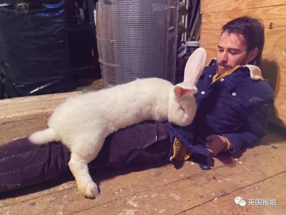 你知道世界上最大的兔子有多大吗,世界上最大的兔子吉尼斯纪录