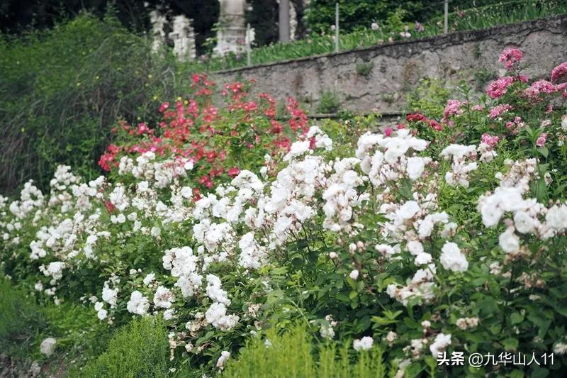 常见丰花月季品种一览,阳台盆栽丰花月季什么品种最好