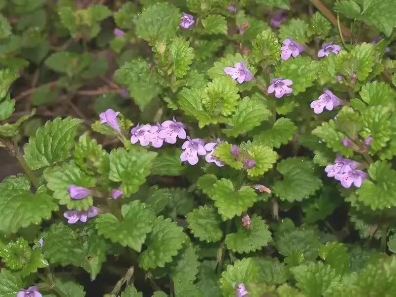 您在路边遇到过活血丹这种野草吗,野生活血丹草药图片