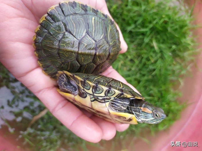 巴西彩龟养殖方法和注意事项,巴西翠龟品种