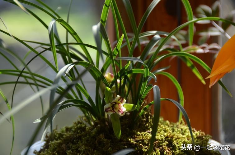 兰花叶片油绿,养长花苞兰花谨记好3点避免消苞