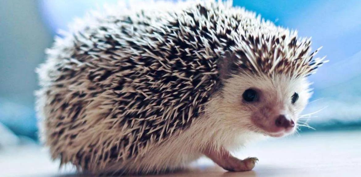 几种好养的宠物便宜学生党粘人,养什么宠物安全又干净又可爱