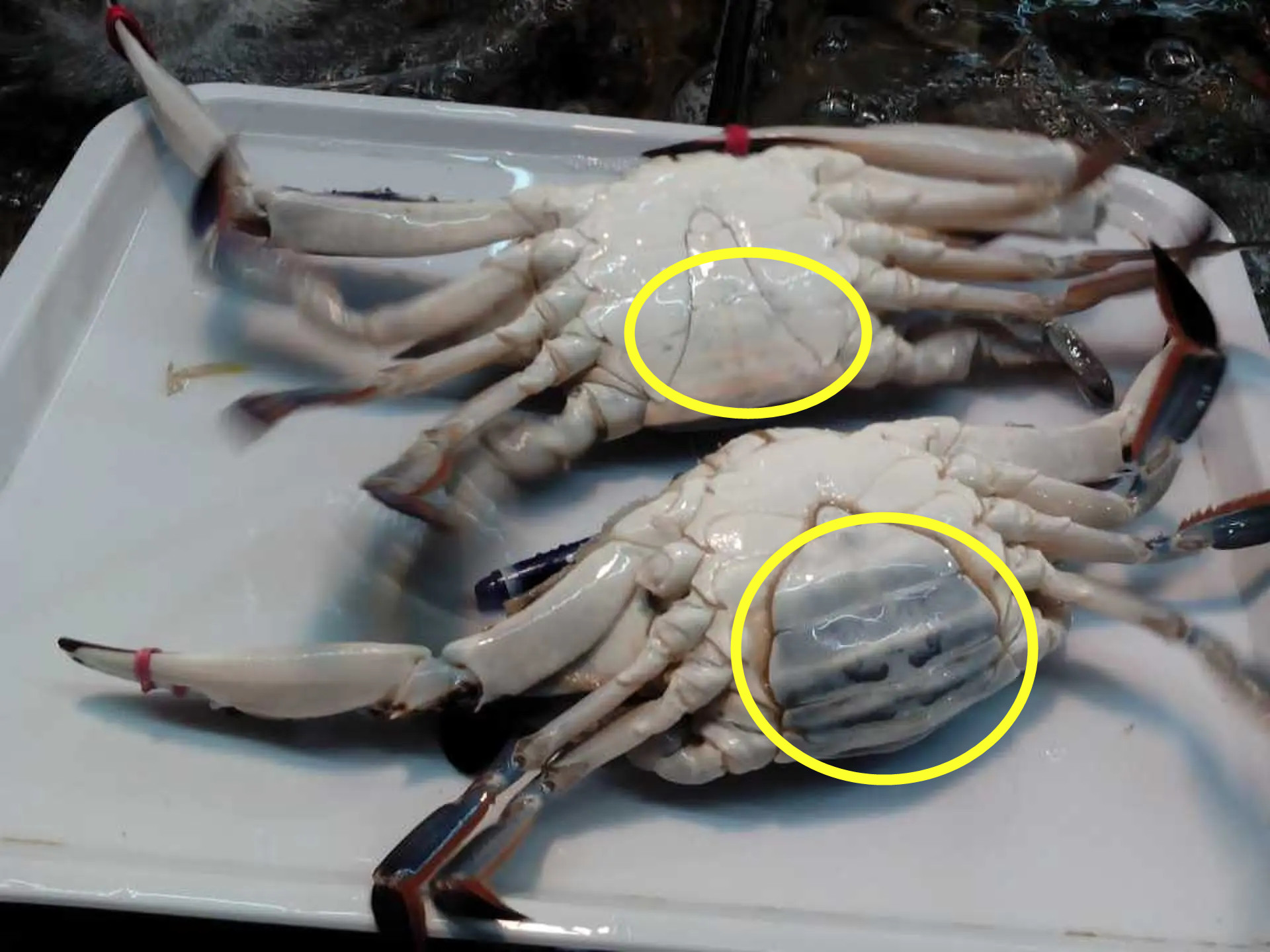 一招学会挑肥美梭子蟹,买梭子蟹攻略