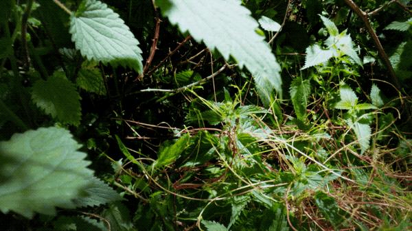 提高认知增长知识的高分纪录片,孩子必看的5部纪录片