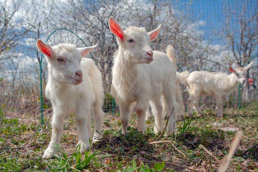 羊羔站不起来腿软是怎么回事,羊羔站不起来怎么办