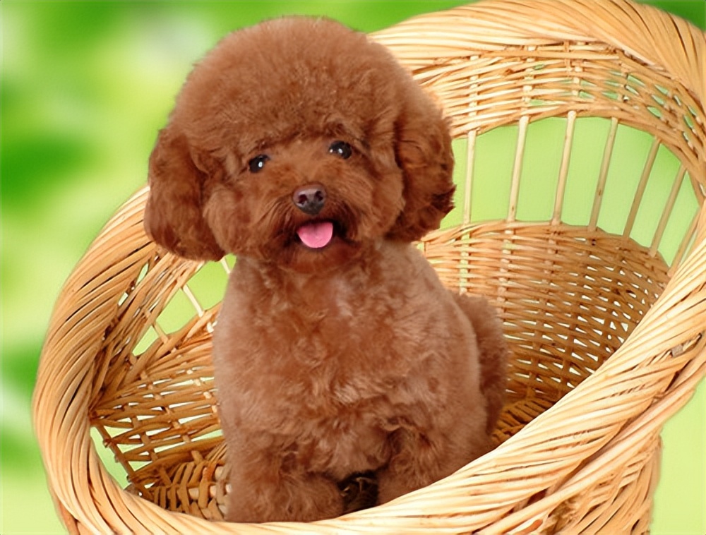 贵宾犬毛发黄是怎么了,如何改善贵宾犬毛发