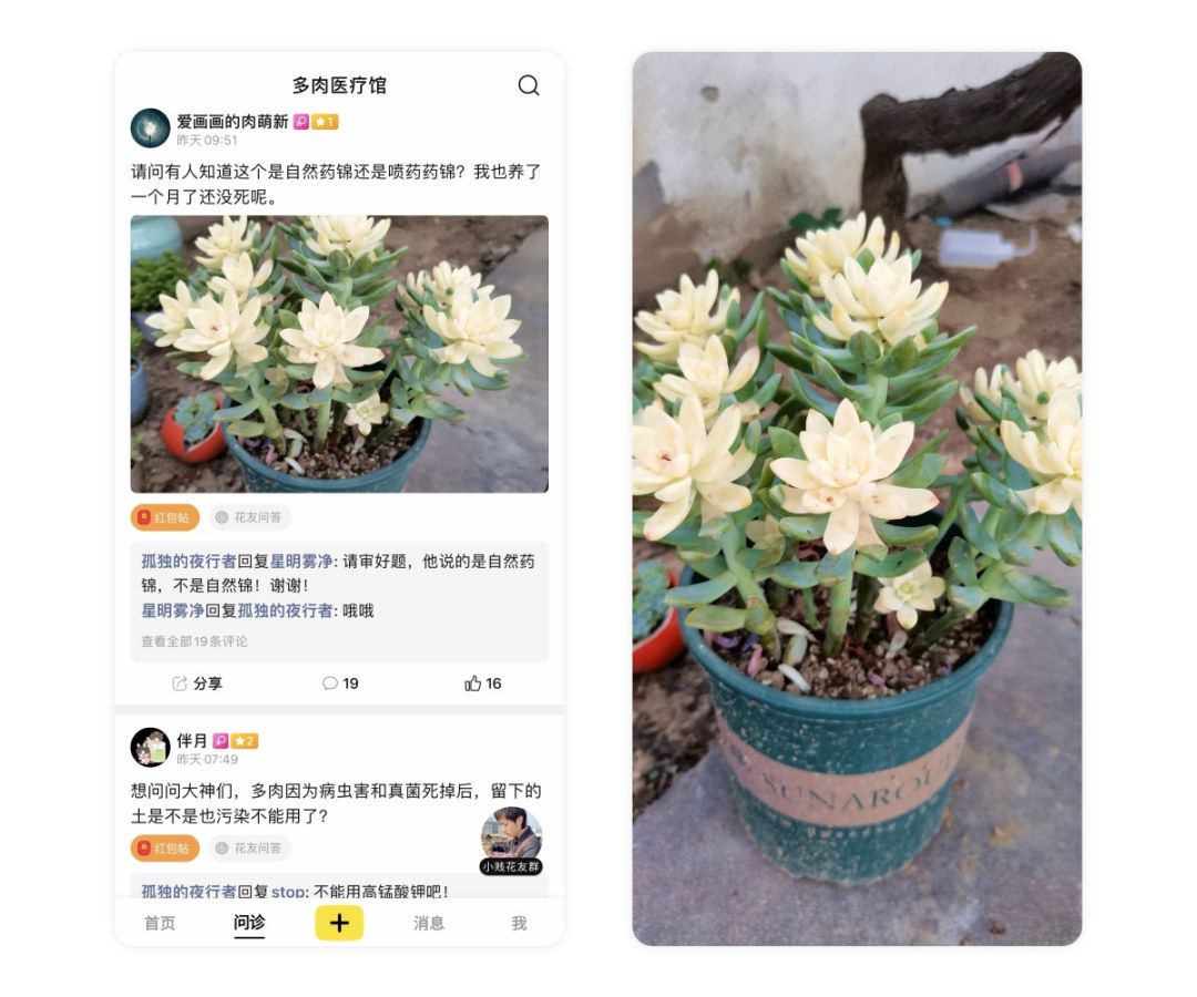 多肉长白霜病不喷药能好吗,多肉黑霉病的原因及治疗方法