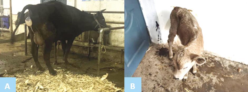 9例牛的引产的技术分享