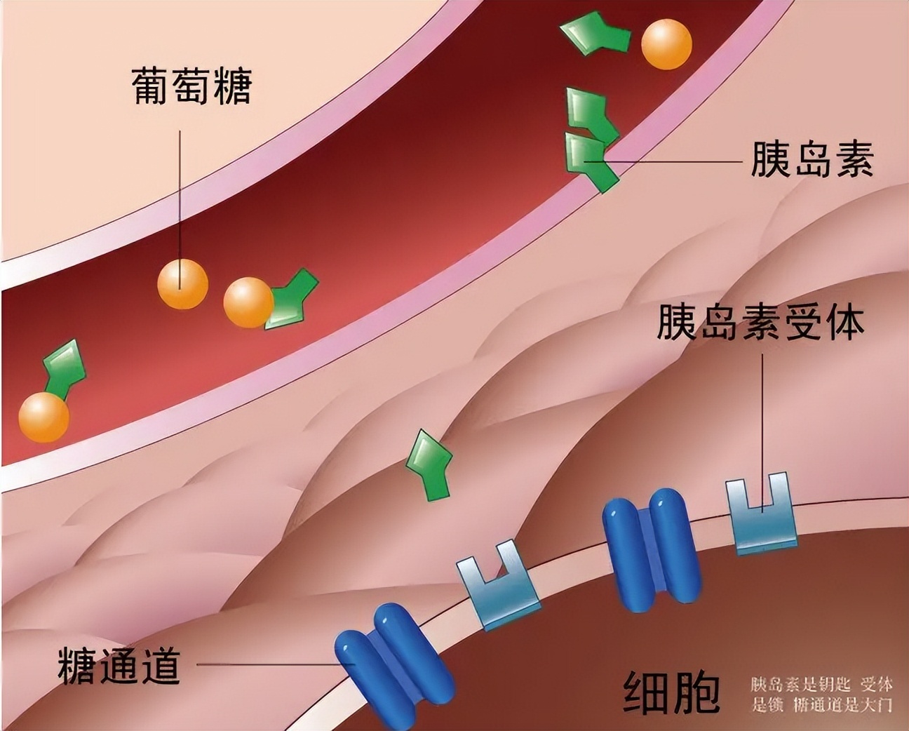为什么胰岛素升高就发胖,为什么糖尿病人喝药之后体重反弹
