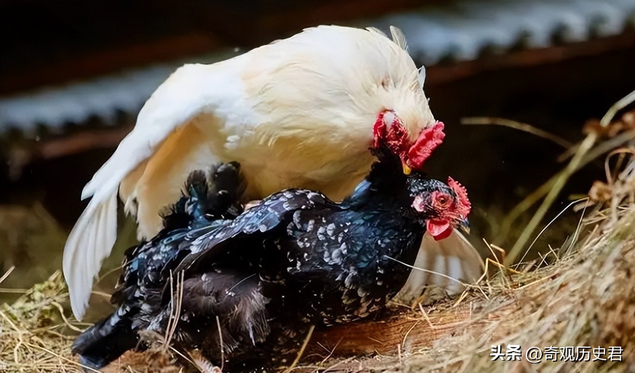 动物和人类行为的研究,有关动物行为的研究