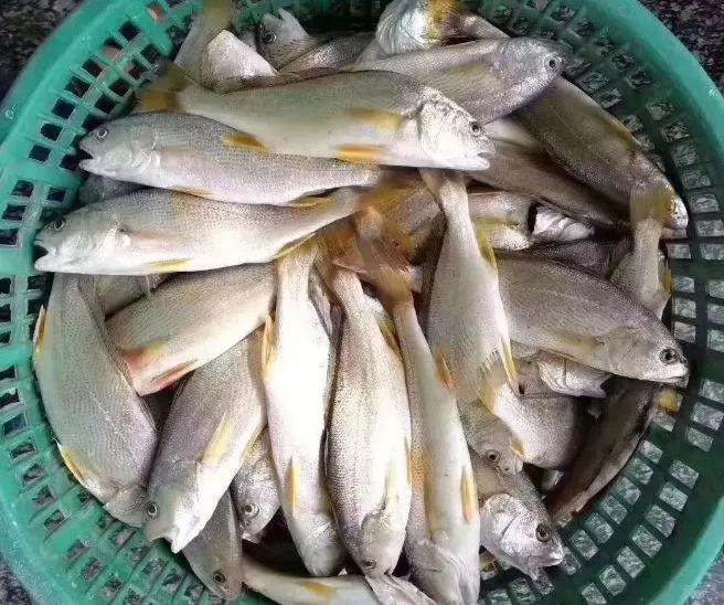 海鲜有什么品种的鱼类好吃,海鲜鱼类名字大全