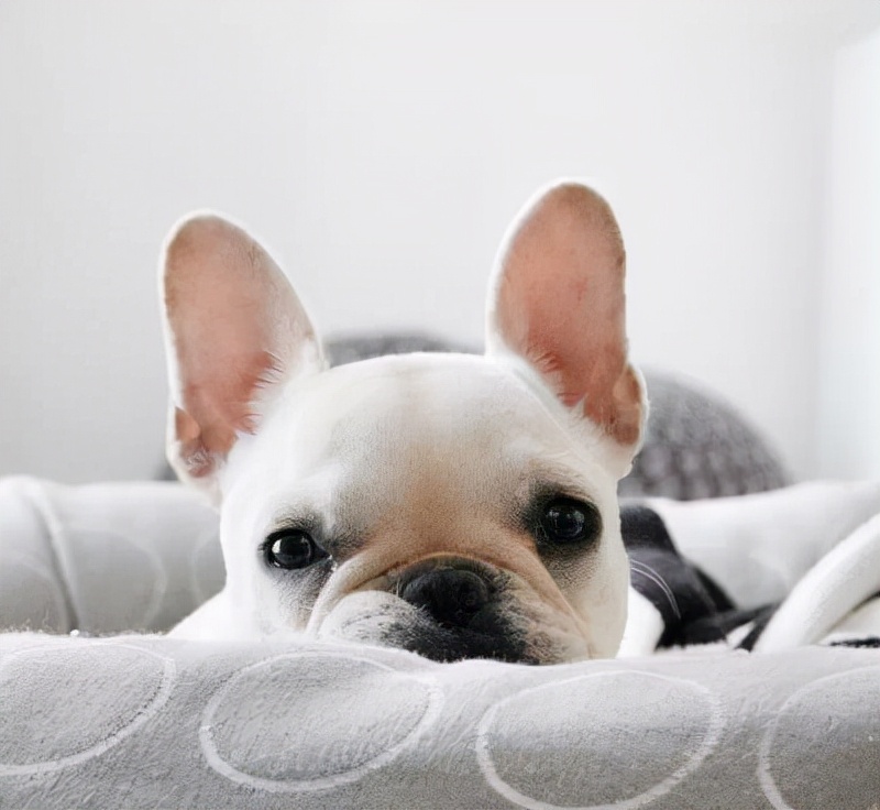 3天大幼崽法斗人工怎么饲养,法斗饲养视频教程全集