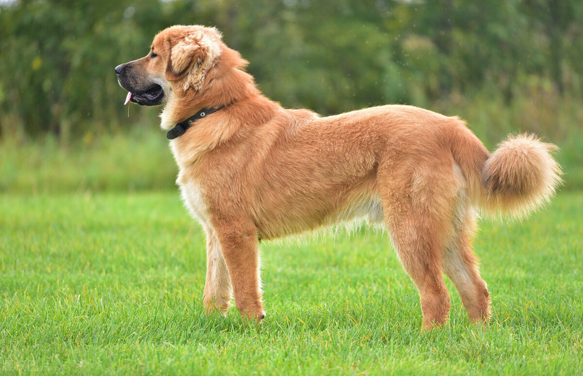 世界上最凶恶的狗子排名,十大世界上最凶狠的狗排名