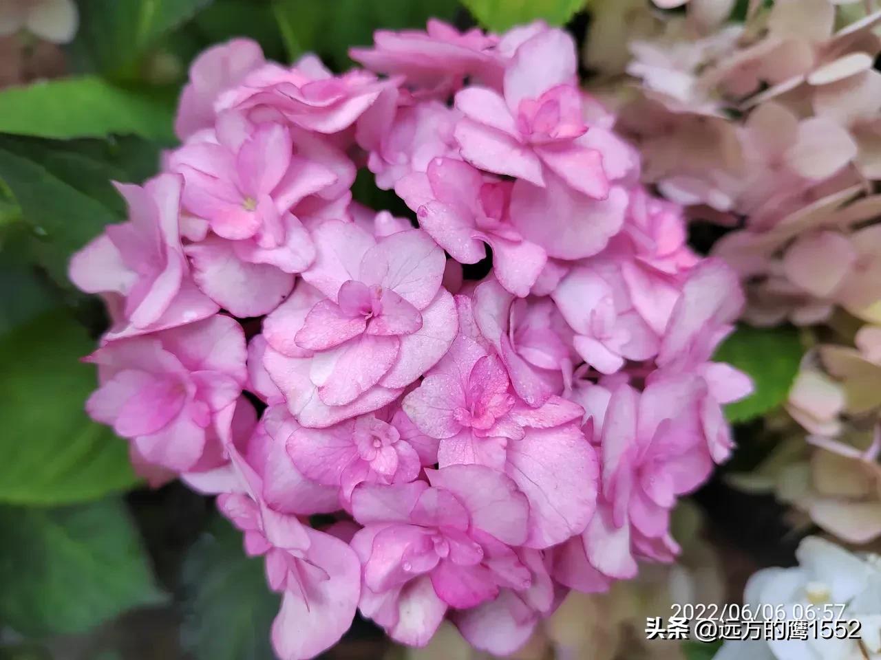 纱织小姐绣球是新老枝开花吗,绣球纱织小姐开花后的养护