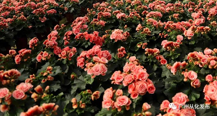 带你走进广州从化这家春节花卉超市~