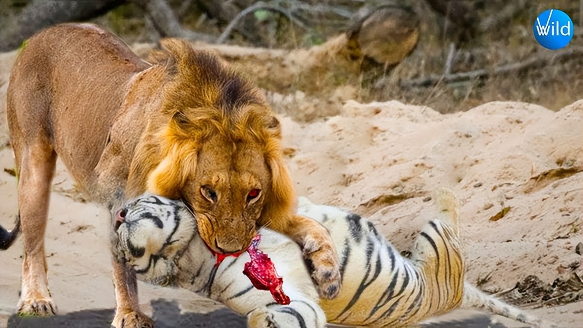 小奶猫老虎vs狮子,老虎和狮子谁是猫科一哥