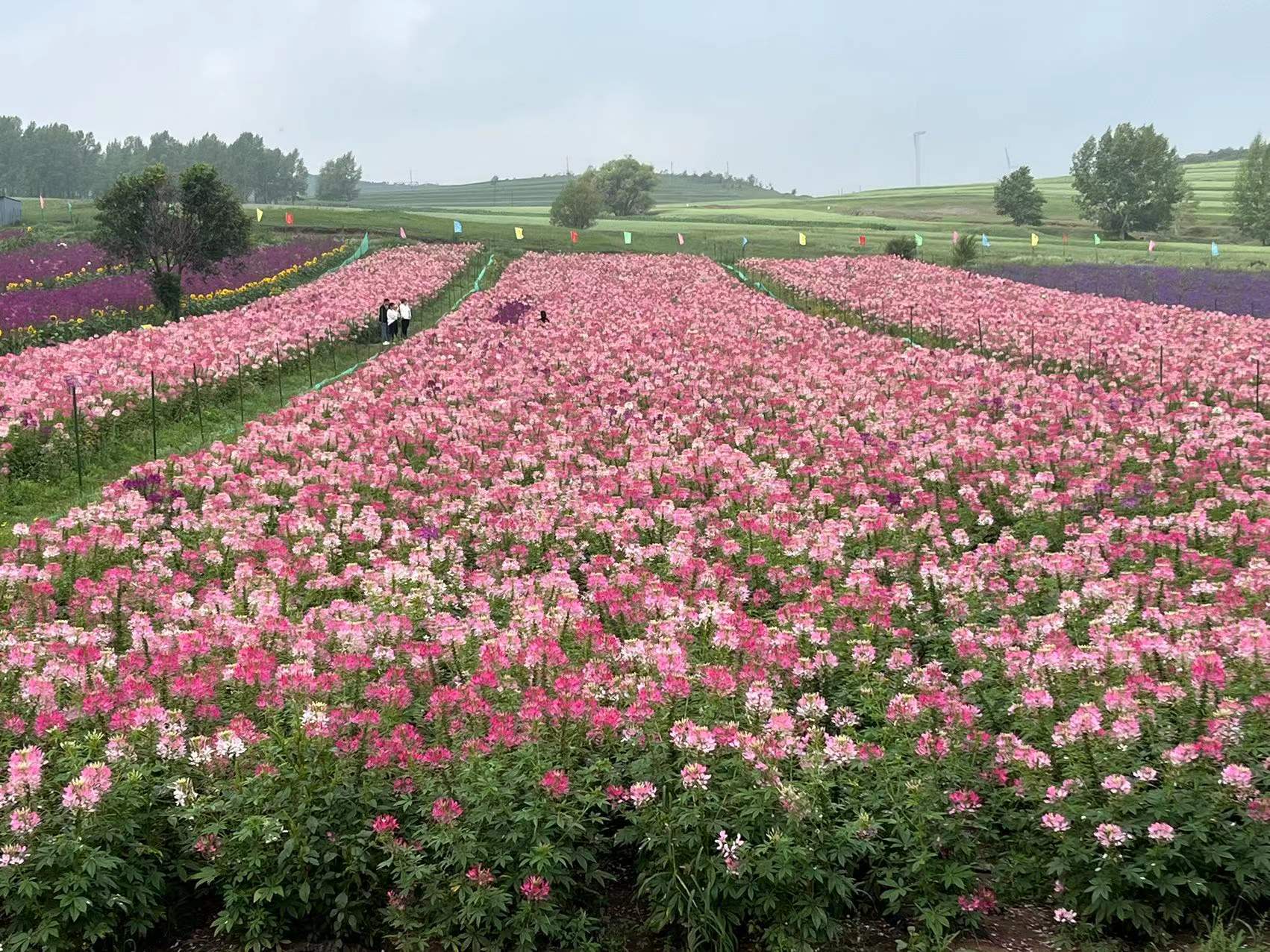 腰椎间盘突出自愈案例,腰椎爆裂性骨折减压手术记录