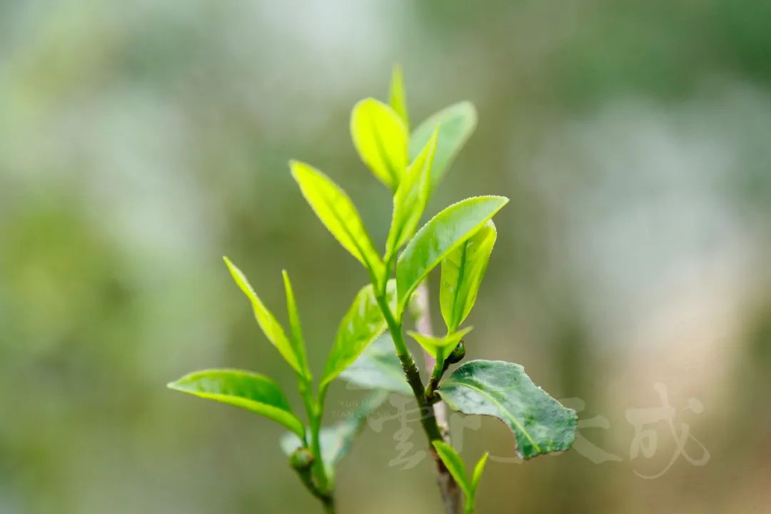 六妙国际茶日纪念茶,杭州茶展国际茶日