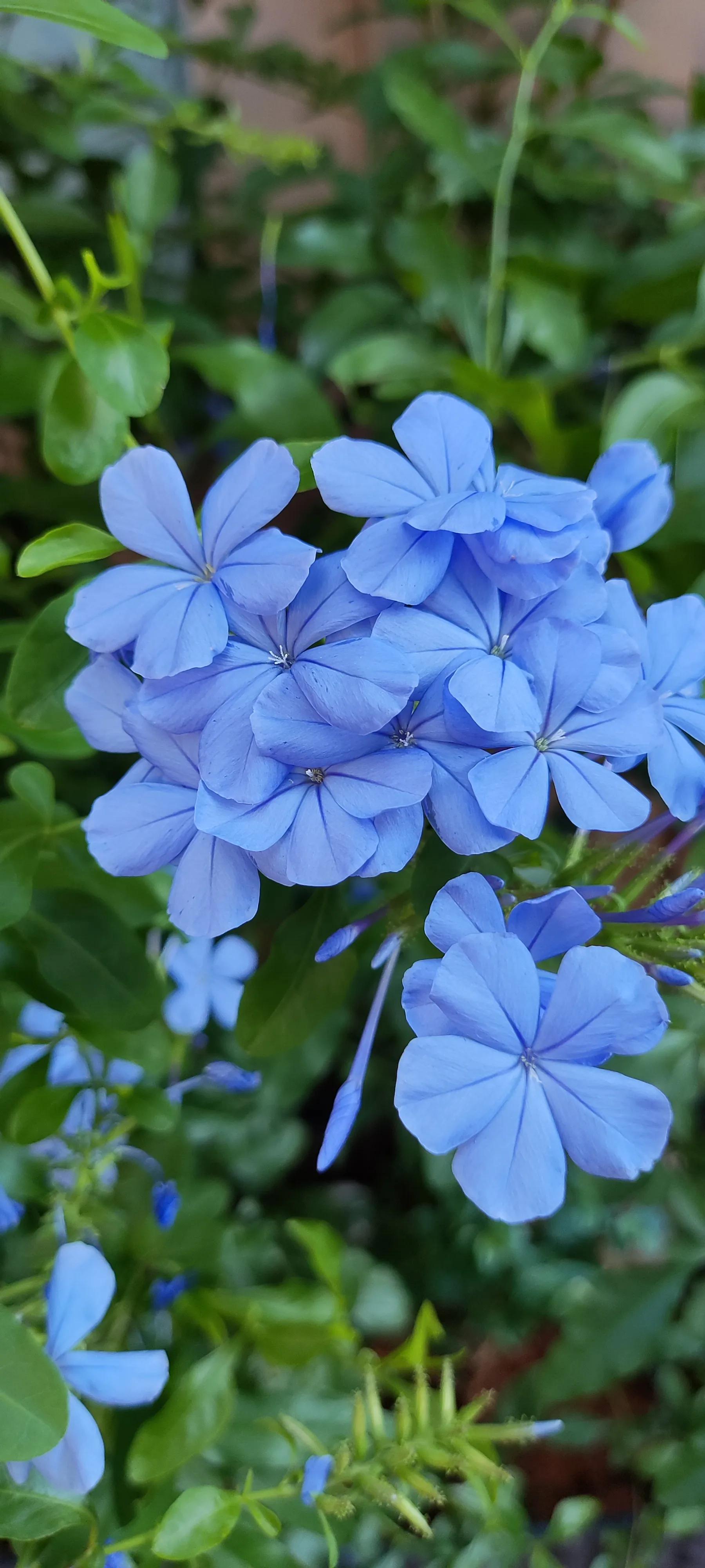 夏天就是浪漫的世界,夏天就是太阳花的世界