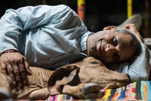 跟牛结婚的印度小伙现在怎么样了,印度男子花17万元与母牛结婚