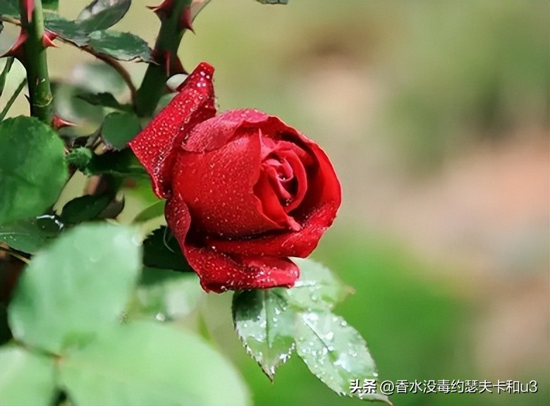 三大网红香水,十大网红香水值得入手吗