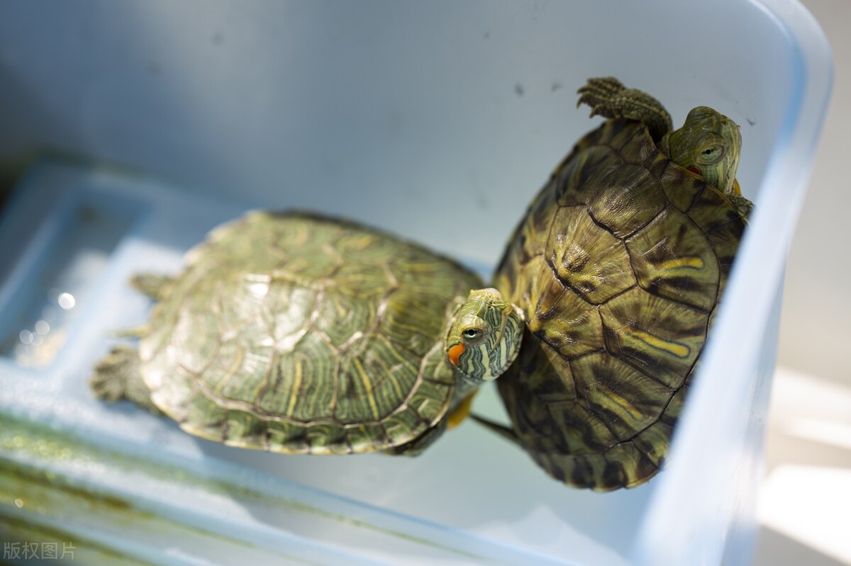 巴西龟平时喂它吃什么,巴西龟超喜欢吃什么食物