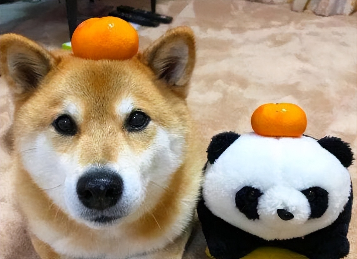 狗狗能不能吃夏威夷果,狗狗吃了夏威夷果能自愈吗