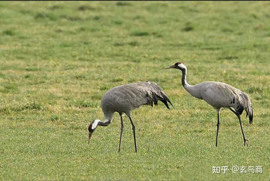 山海经2012白话全译彩图版pdf,山海经海外西经是指哪里