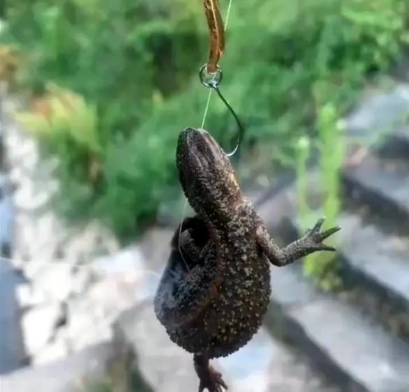 钓友钓的怪鱼,钓起来的怪鱼