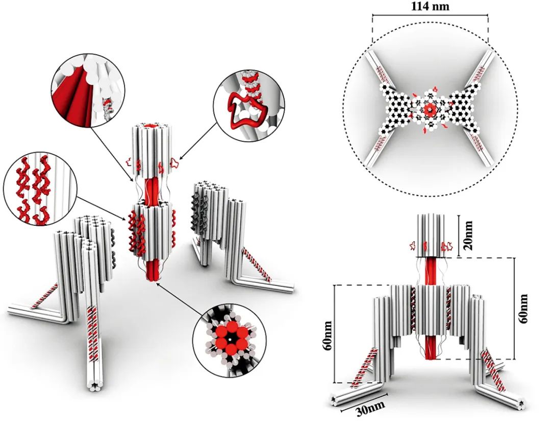 纳米机器人是怎样从血管里出来的,纳米机器人修复血管