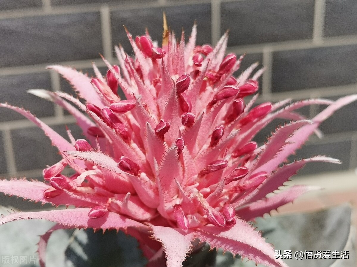 家里种幸福树风水的作用与禁忌,家中常见寓意发财好养的树