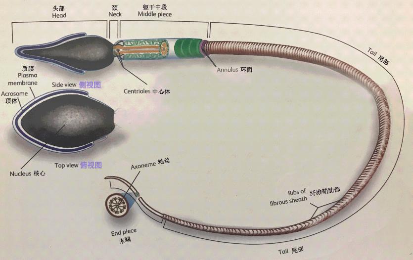 进入女性体内后，没“受精”成功的精子都去哪儿了？既好笑又心疼