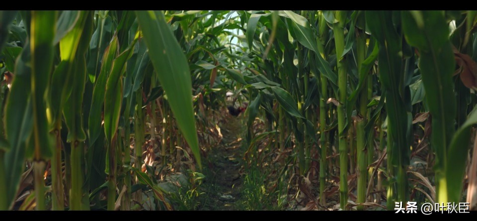 漫长的季节深度解析3小时,漫长的季节深度解析每一集