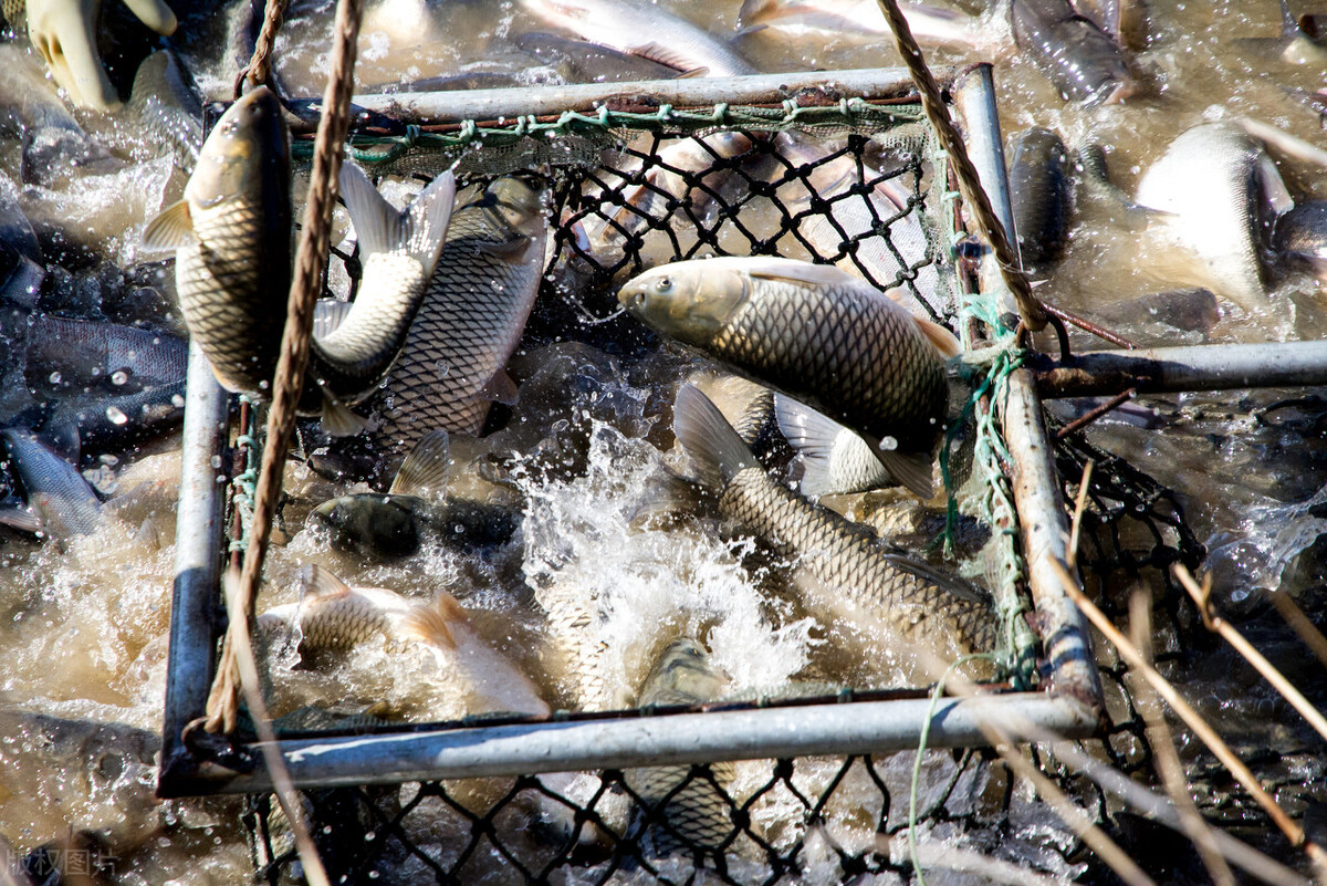 草鱼肠炎检测结果,草鱼出血病和细菌性败血症