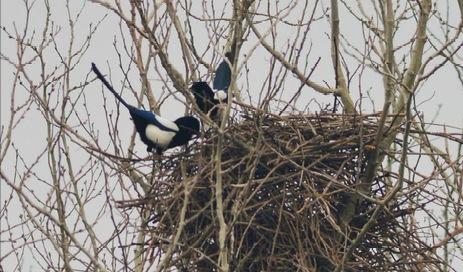 面包夹知识,面包夹心冷知识
