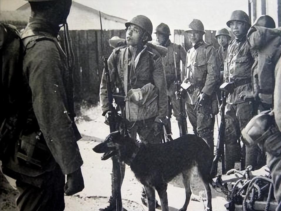 1939年日本狼狗部队,董翰良训练中国狼狗