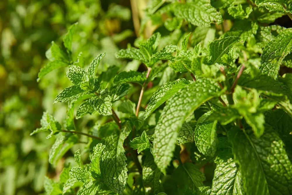 中药薄荷植物,薄荷具有药用价值的一种植物