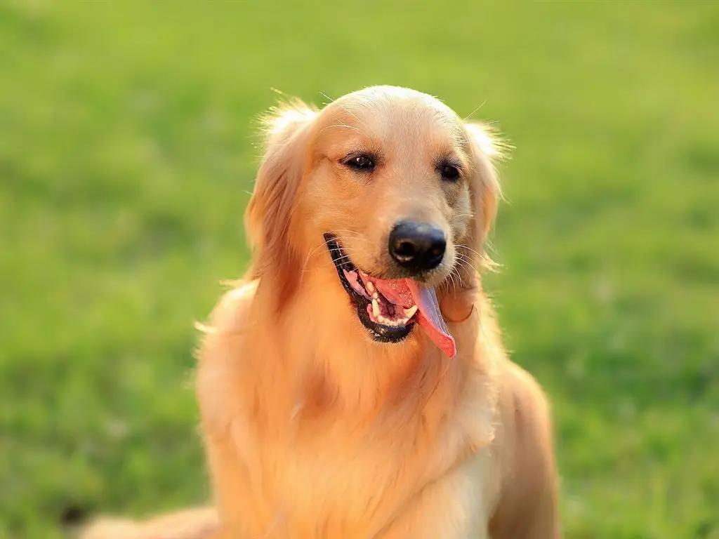 金毛体味和德牧体味,金毛体味太大怎么解决