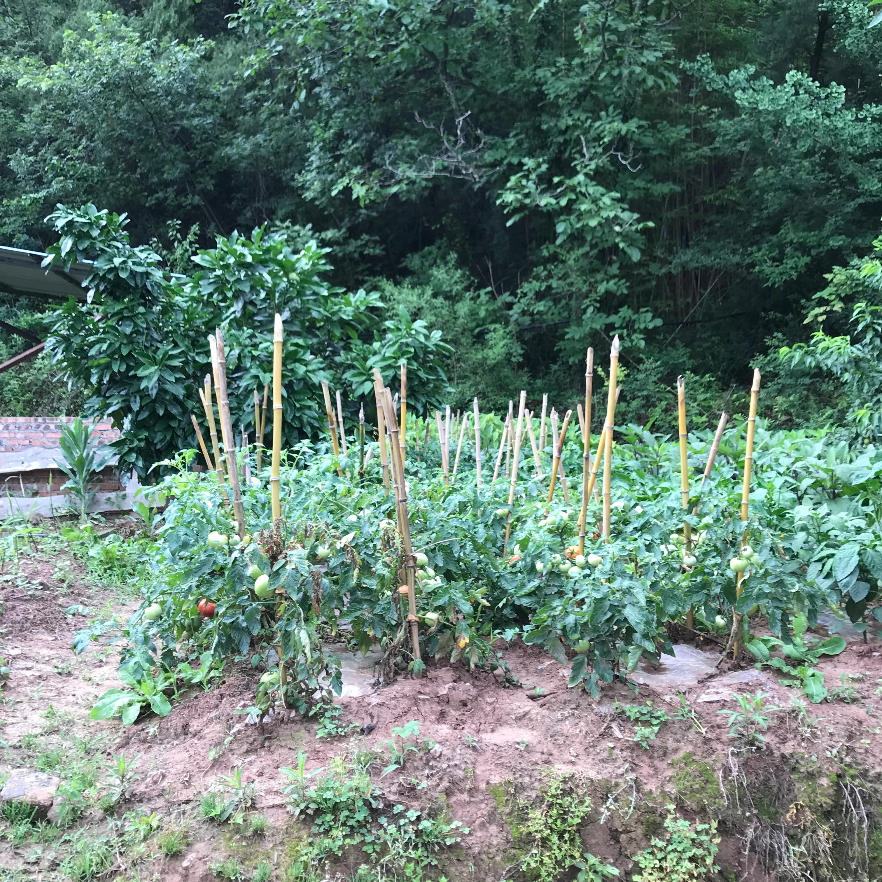 世外桃源山顶的隐居生活,山顶世外桃源