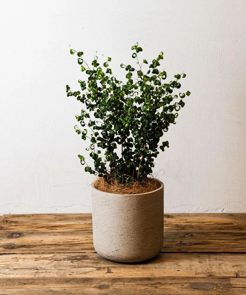 适合室内的盆栽绿植推荐,6种高大美观的大型室内盆栽绿植