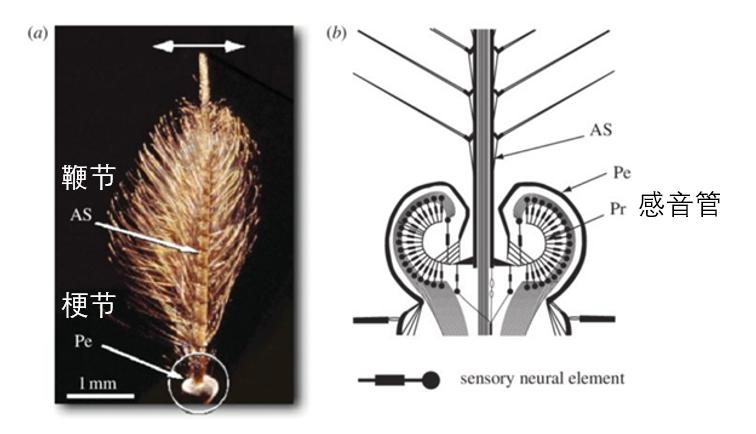 灭蚊小妙招姜,灭蚊小妙招用臭脚熏死蚊子