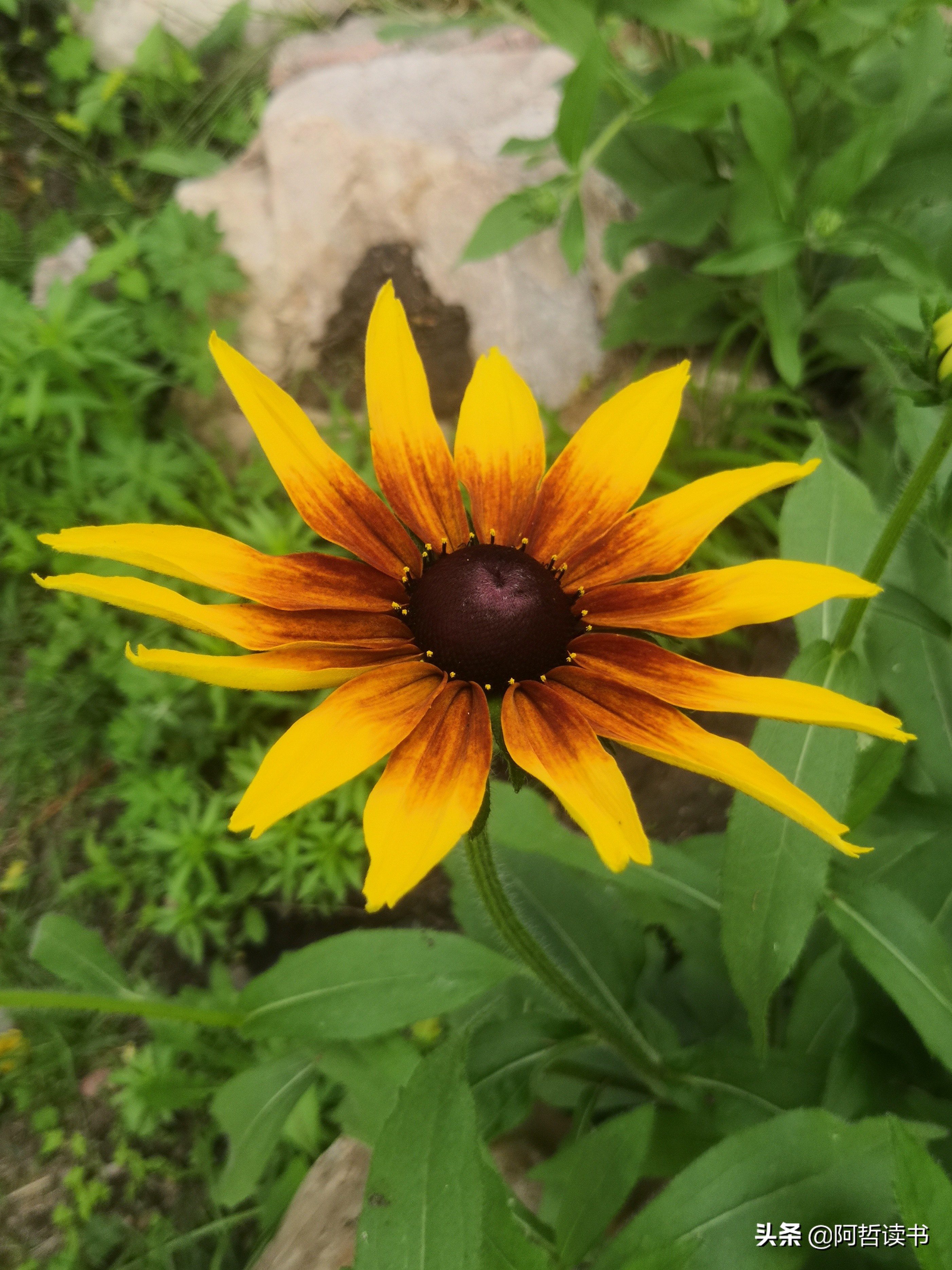 黑心金光菊:花名不雅,花姿灿烂,菊花里独特耀眼的一款
