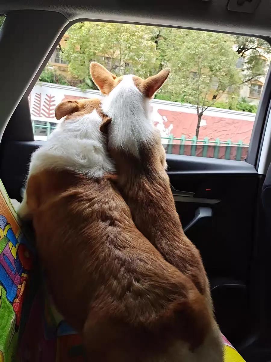 柯基饲养经验,柯基养护小知识