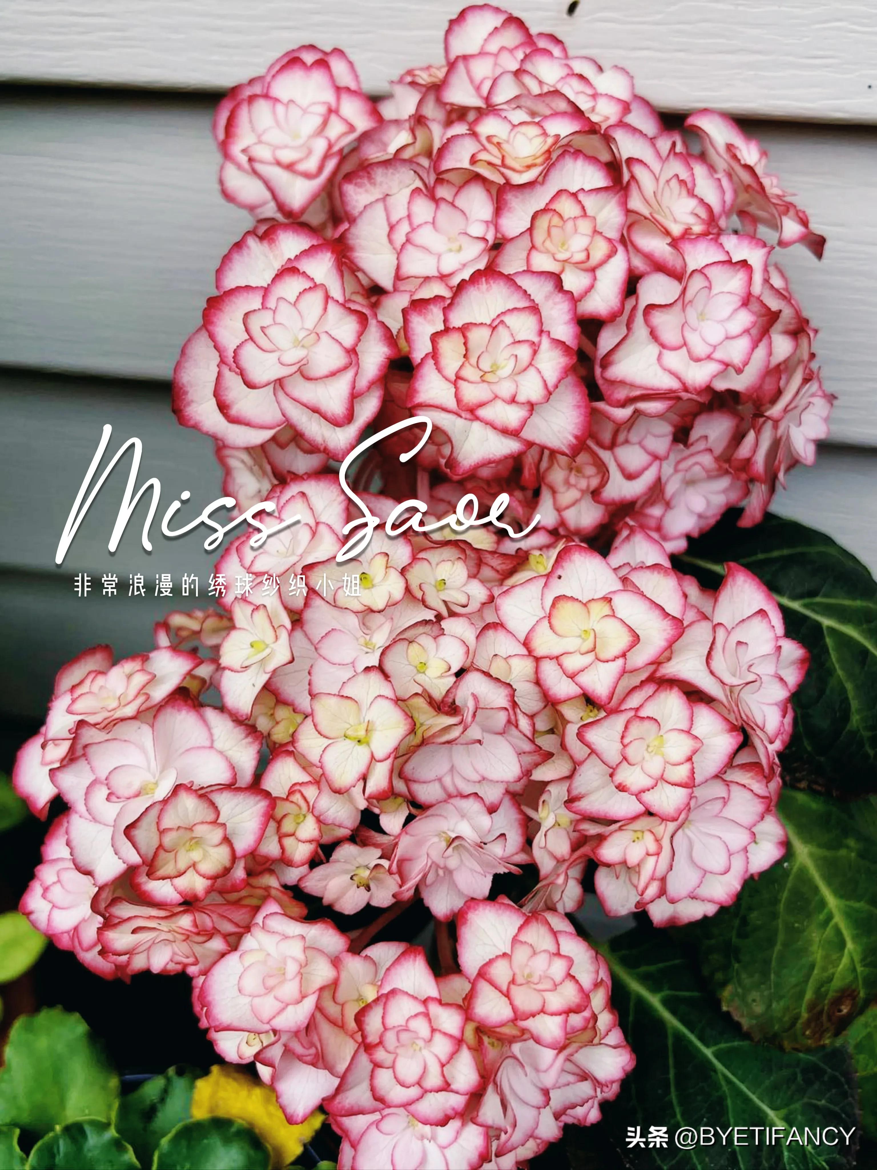 纱织小姐绣球好养吗,纱织小姐与塞布丽娜绣球区别