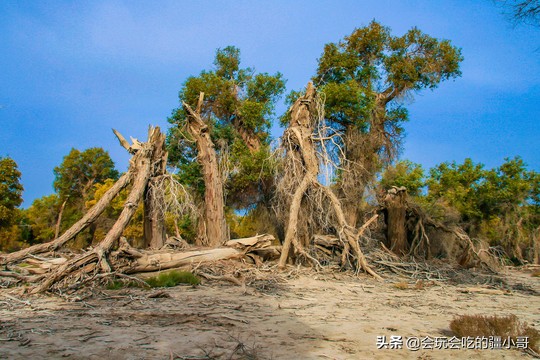 从新疆旅游回来都需要做什么,从新疆去内地旅游怎么划算