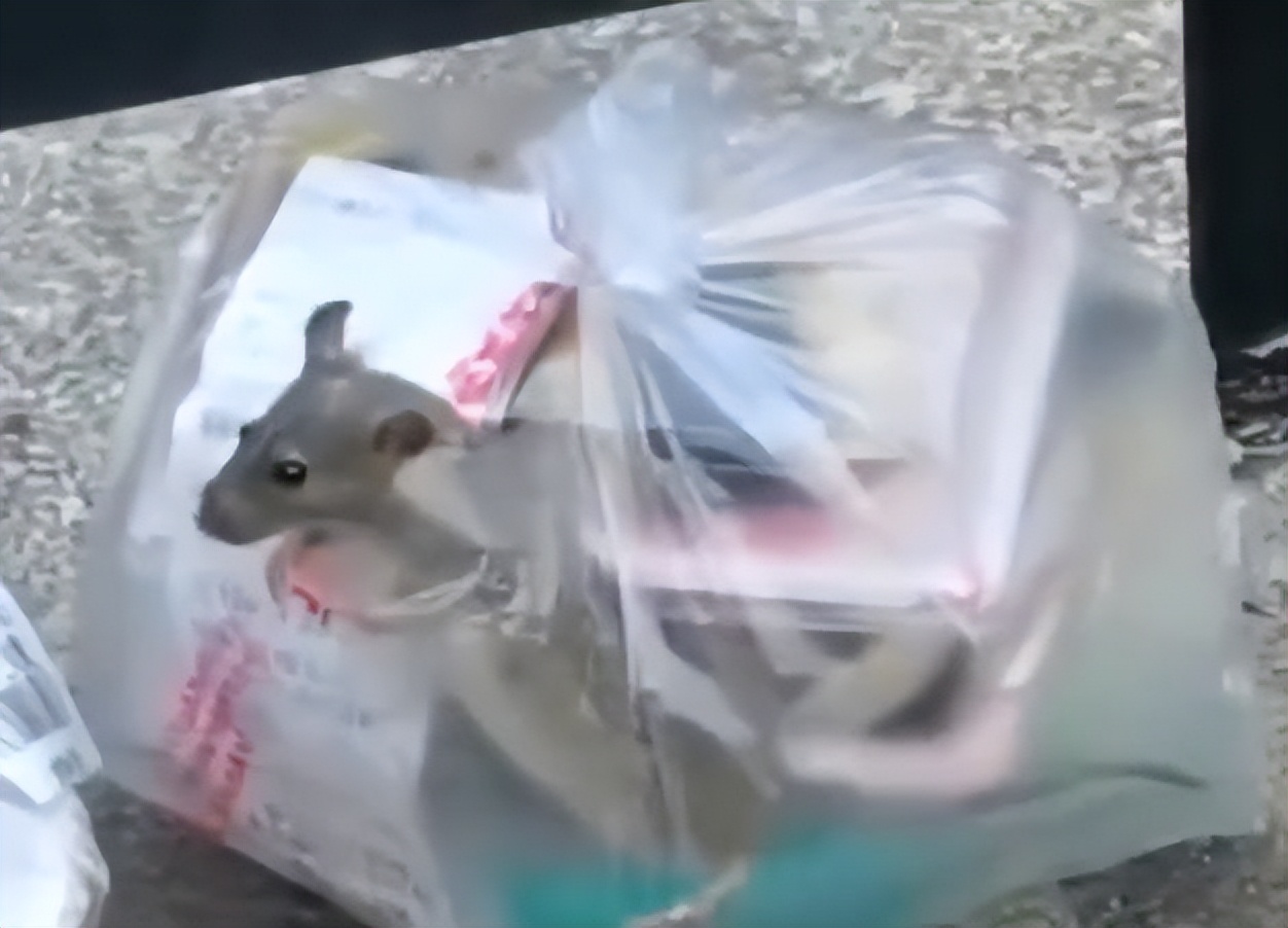 点外卖袋子里惊现活老鼠 (外卖里惊现整只死老鼠)