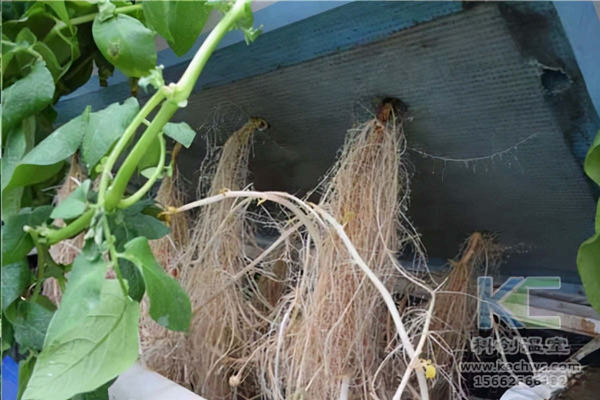 北京创新立体无土栽培,无土立体栽培育苗技术